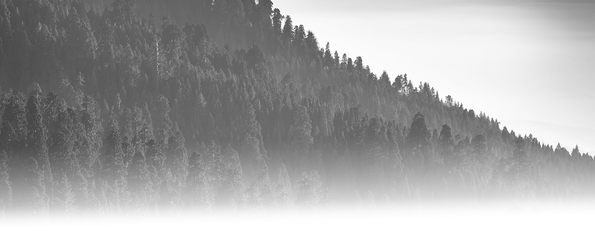 Grayscale faded landscape featuring trees on a mountainside